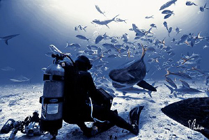 Jim Abernethy greets the first Tiger Shark of our expedit... by Steven Anderson 